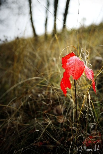 Нове життя серед похмурості...