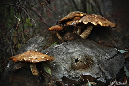 просто грибочки...