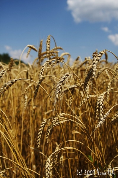 майбутній хліб)