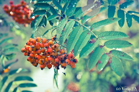 славське-Рок -2010